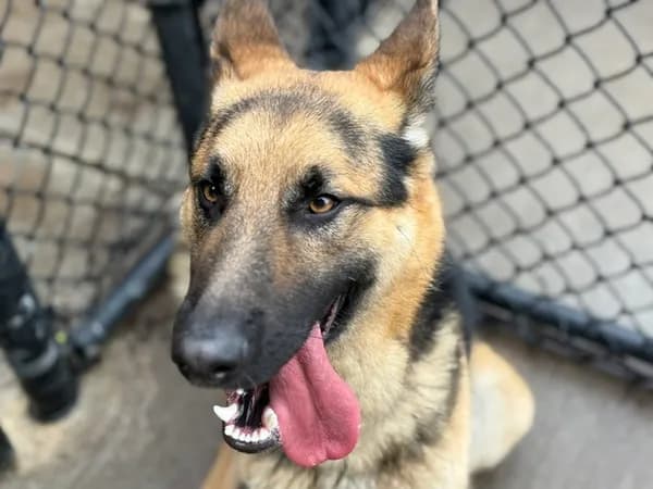 Tiger - German Shepherd Dog mix