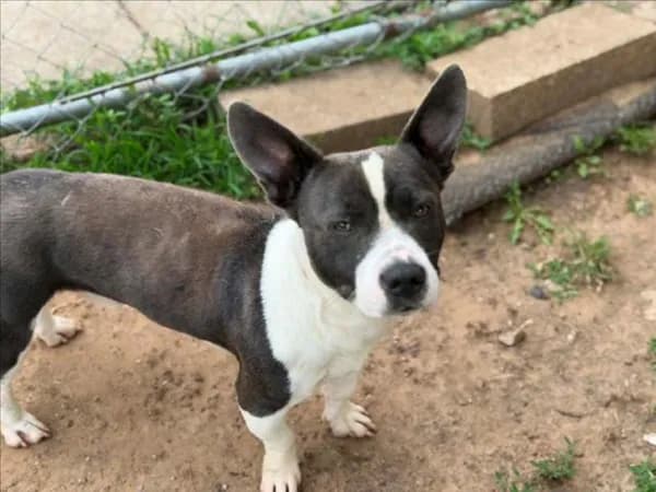 Mickey Mouse - Pit Bull Terrier mix