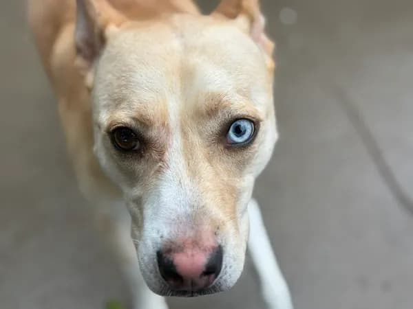 Stella - Siberian Husky mix