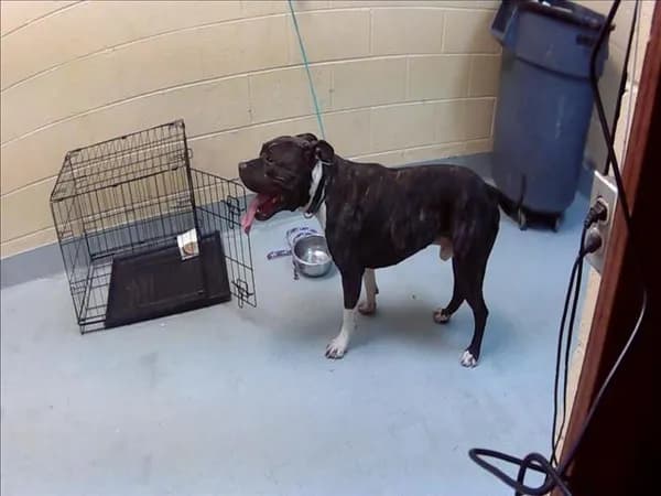 Hammer - Pit Bull Terrier mix