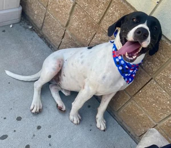 Panda - Plott Hound mix