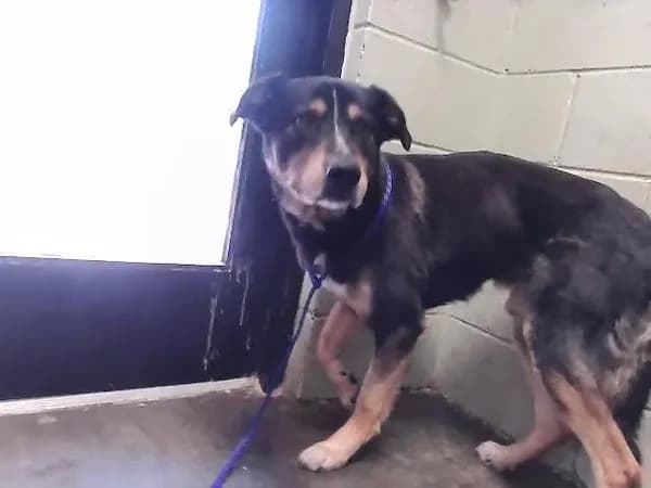 Bubby - German Shepherd Dog mix