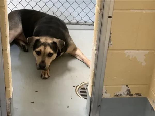 Lucky - German Shepherd Dog mix