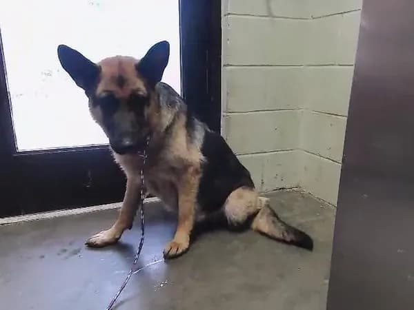 Solara - German Shepherd Dog