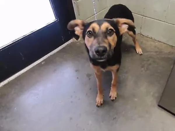 Sadie - German Shepherd Dog