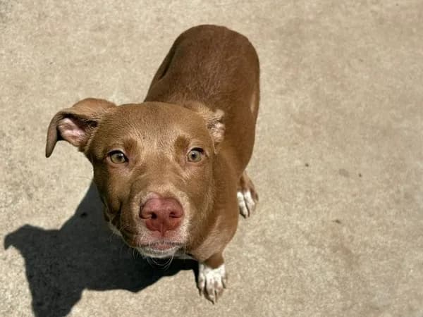 Sister - Pit Bull Terrier