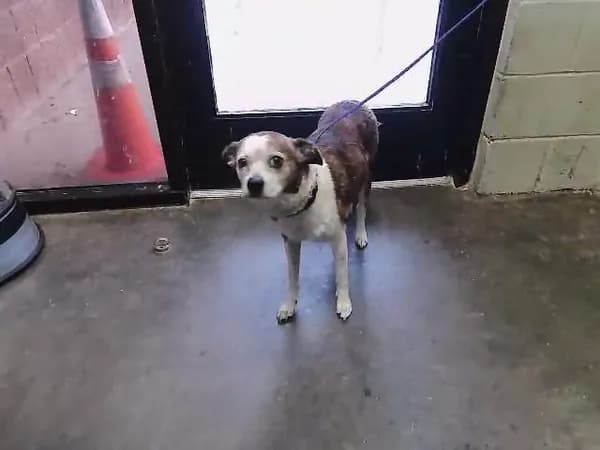 Max - Whippet mix
