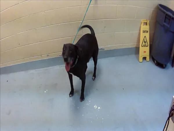 Buddy - Labrador Retriever mix