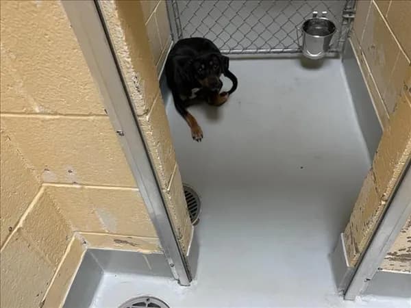 Rosco - Doberman Pinscher mix