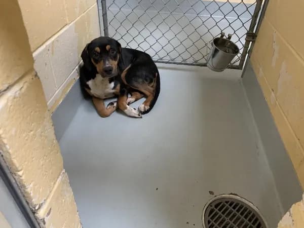 Mikey - Doberman Pinscher mix