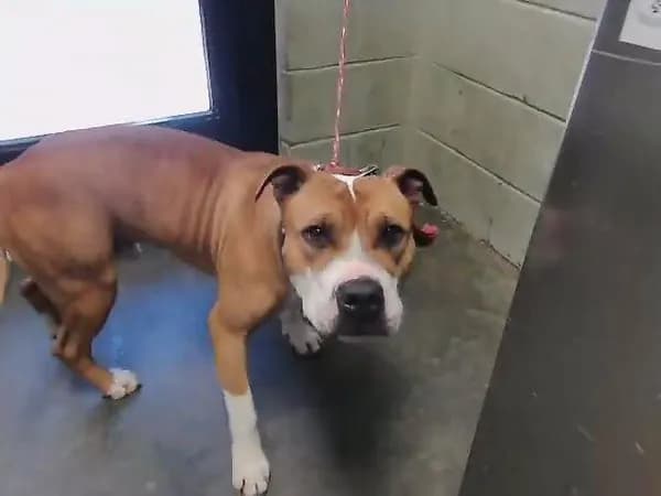 Hogg - Pit Bull Terrier