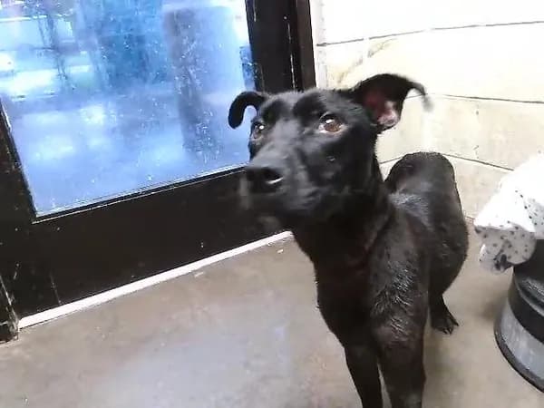 Double Duce - Pit Bull Terrier mix