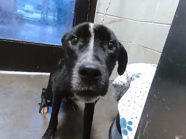 Porky - Pit Bull Terrier mix