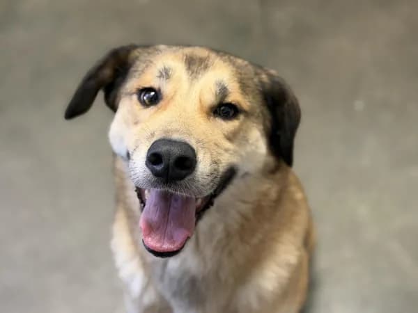 Percy - German Shepherd Dog mix