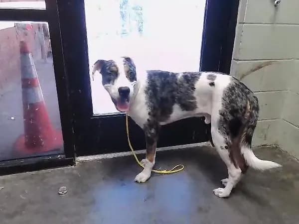 Leviticus - Great Dane mix