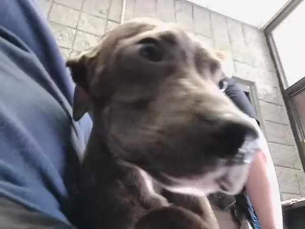 1 - Pit Bull Terrier mix