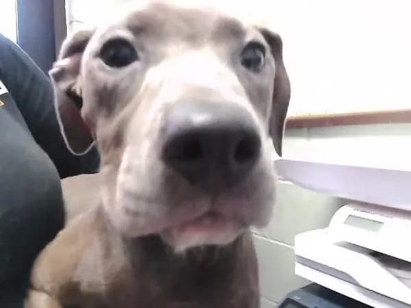 3 - Pit Bull Terrier mix