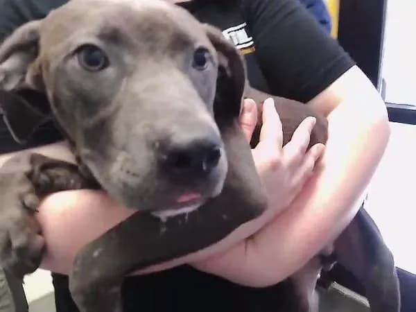 4 - Pit Bull Terrier mix