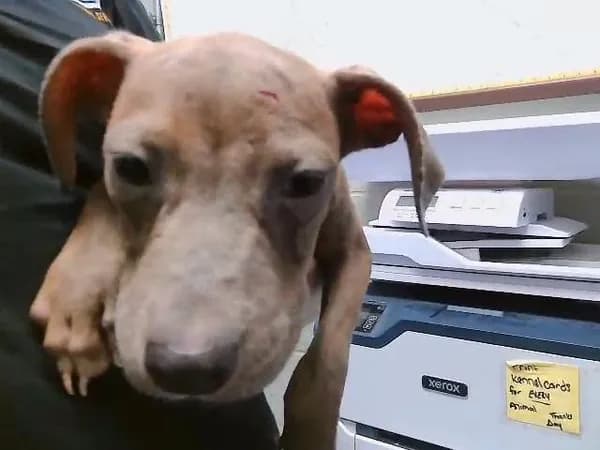 5 - Pit Bull Terrier mix