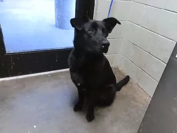 Leo - German Shepherd Dog mix