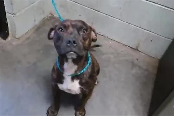 Wylie - Boxer mix