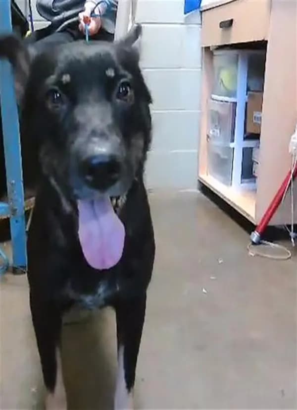 Lilly Pad - German Shepherd Dog mix