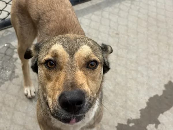 Knight - German Shepherd Dog mix