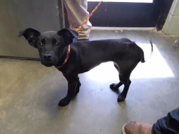 Ziva - Labrador Retriever mix