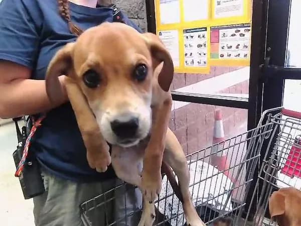 Abby - Labrador Retriever mix