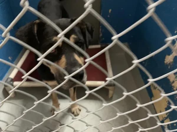 Buddy - German Shepherd Dog mix