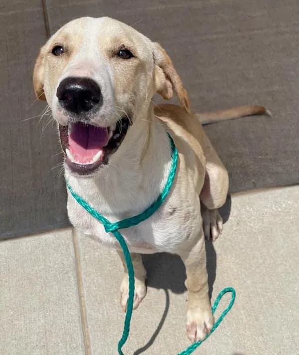 Billy - Labrador Retriever mix