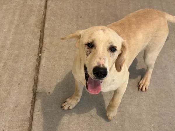 Bobby - Labrador Retriever mix