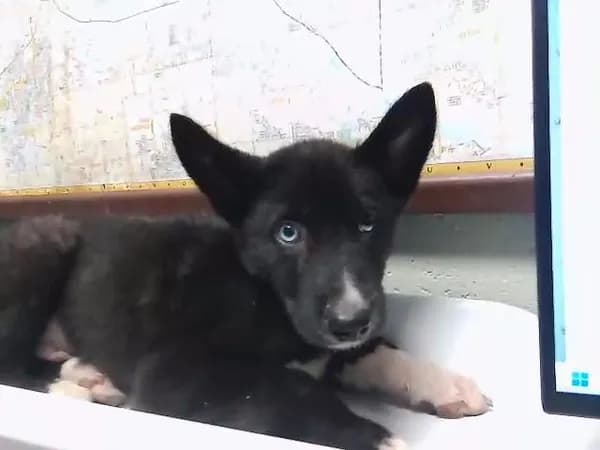 Tuna - Siberian Husky mix