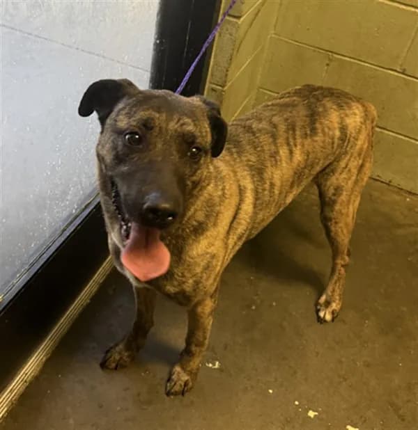 Rico - Dutch Shepherd mix