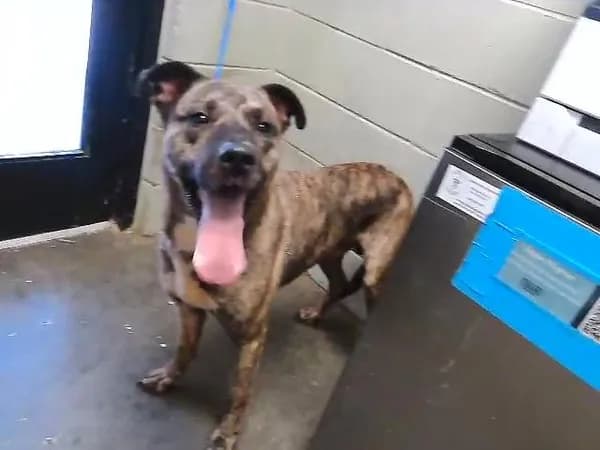 Gunnar - Dutch Shepherd mix