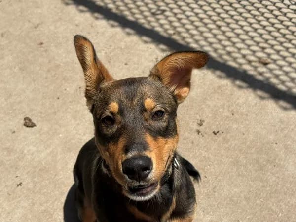 Hammy - German Shepherd Dog mix