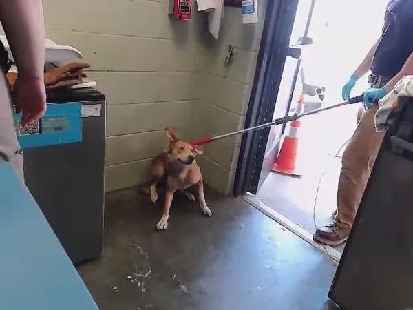 Misty - Australian Cattle Dog mix