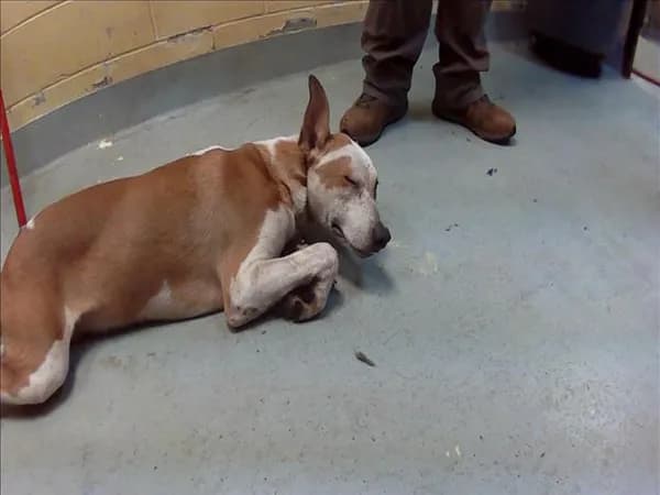 Alfalfa - Australian Cattle Dog mix