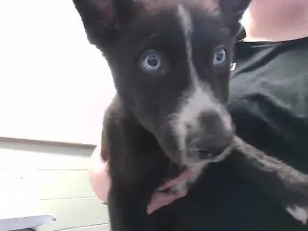 Wasobi - Alaskan Husky