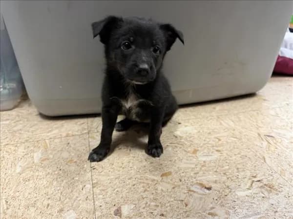 Brick - Australian Cattle Dog mix