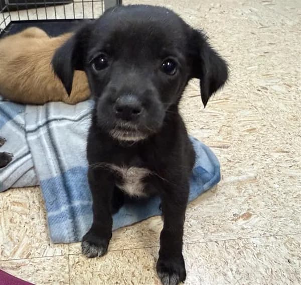Mixer - Australian Cattle Dog mix