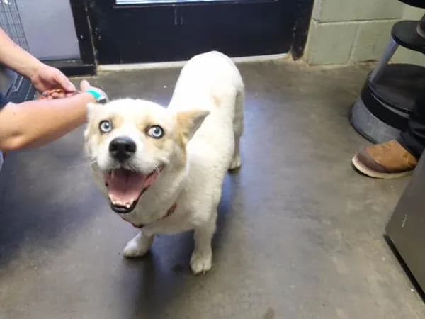 Lola - Welsh Corgi - Pembroke mix