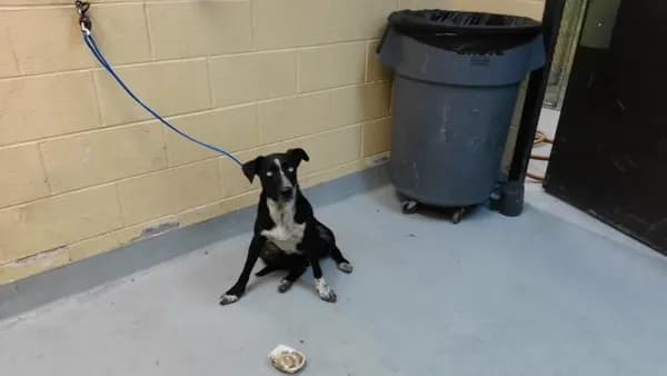 Tango - Queensland Heeler mix