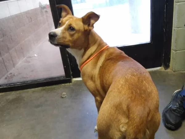 Happy - Pit Bull Terrier mix