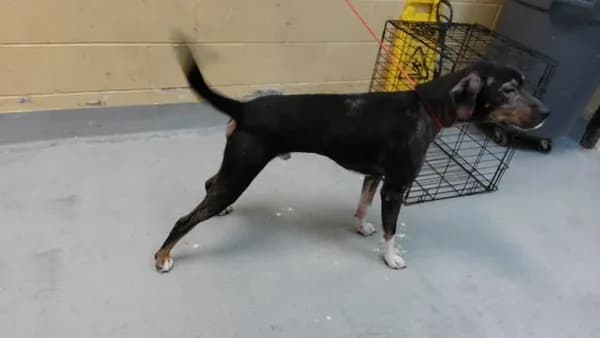 Clifford - Bluetick Coonhound mix