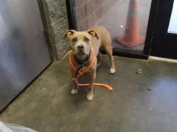 Blondie - Pit Bull Terrier mix