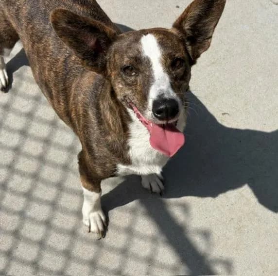 Corndog - Welsh Corgi - Cardigan mix