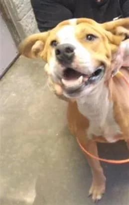 Mondo - Pit Bull Terrier mix