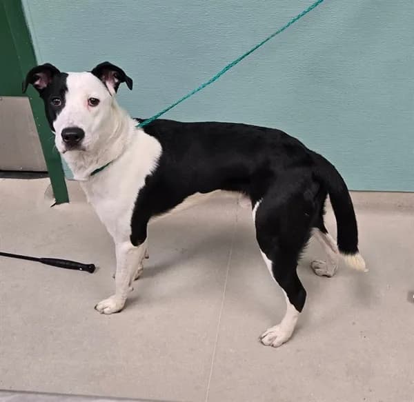 Unnamed - Pit Bull Terrier mix