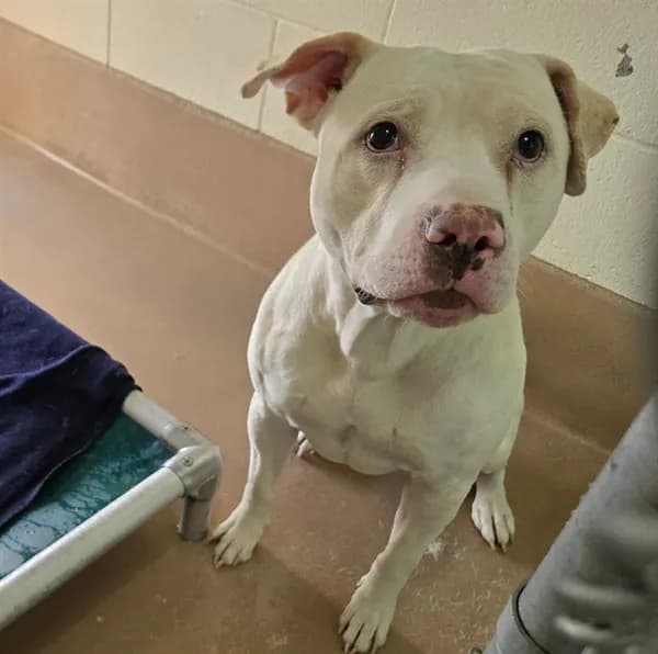 Unnamed - Pit Bull Terrier